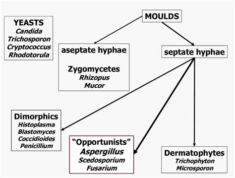 Fungus Biology Outline Of Classification Of Fungi | My XXX Hot Girl