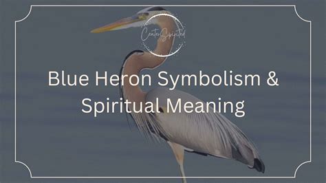 Blue Heron Symbolism, Spirit, Totem & Power Animal