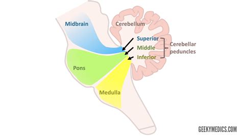 Cerebellum | Anatomy, Functions, Pathways | Geeky Medics