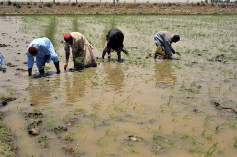 Transforming the Indus Basin with Climate Resilient Agriculture and Water Management