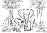 Two elephants In The Forest  Elephant Coloring Pages For Adults sketch template