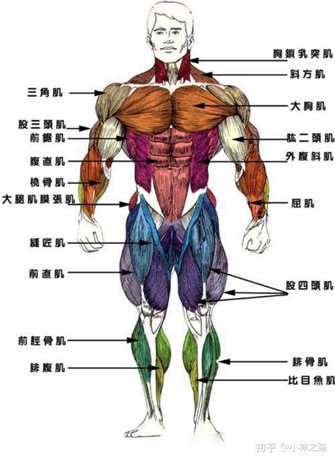 没时间去健身房？家庭健身必备，全身七大块肌肉锻炼方法分享 - 知乎