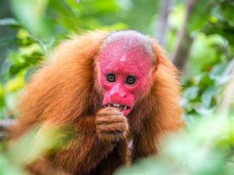 30 Most Unusual Rainforest Animals | Always Pets
