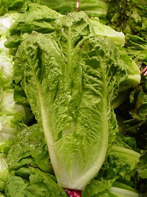 Romaine Lettuce - Nutrition Facts, Health Benefits, Calories, Recipes