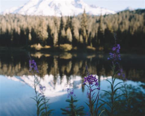 Lake,water,flowers,plants,reflection - free image from needpix.com