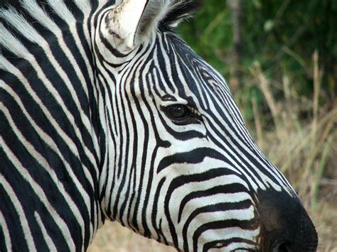 Zebra Eye Photograph by Glenn Aschmann - Fine Art America