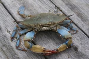 Fun Facts About Blue Crabs - Costas Inn