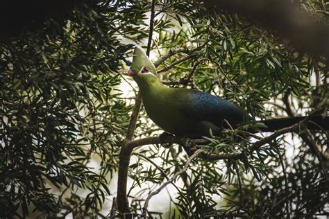 Visiting Knysna Forest - An Untouched Wilderness - Cape Tourism