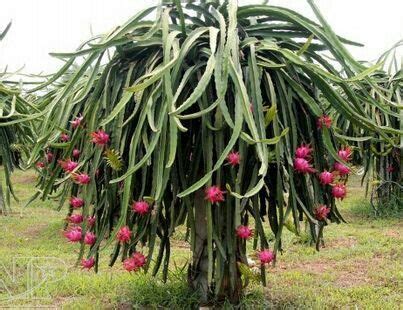 Árbol de Papaya o fruta del Dragon 🍊🍋 | Cultivo de árboles frutales, Jardín de árboles frutales ...