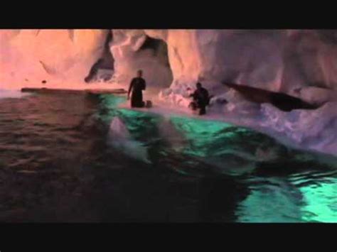 SeaWorld Orlando. Wild Arctic: Beluga Whales - YouTube