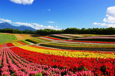 Springtime in Hokkaido’s Biei–Furano