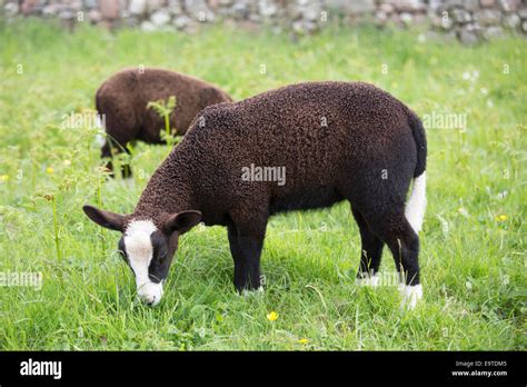 Zwartbles sheep hi-res stock photography and images - Alamy