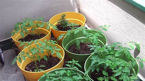 Tomato Plants In Containers - YouTube