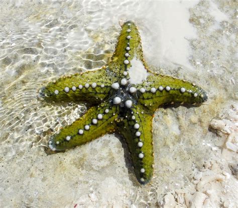 Here's All About the Habitat of Starfish