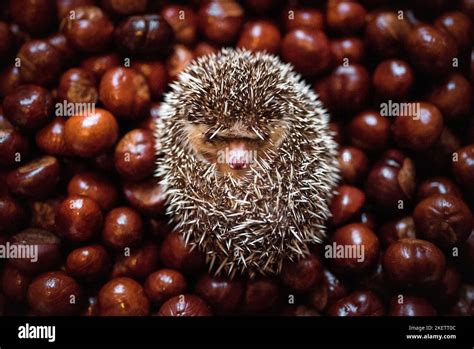 African Pygmy Hedgehog Stock Photo - Alamy