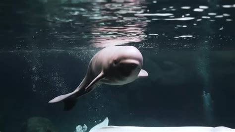 Georgia Aquarium welcomes newborn beluga whale | WSAV-TV