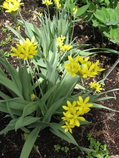 Yellow Garlic - Allium moly | North Carolina Extension Gardener Plant Toolbox