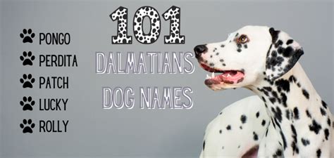 101 Dalmatians Dog Names for Your Puppy - PetsTime