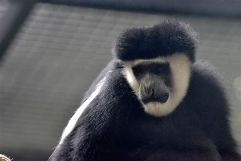 Colobus Monkey | The Maryland Zoo