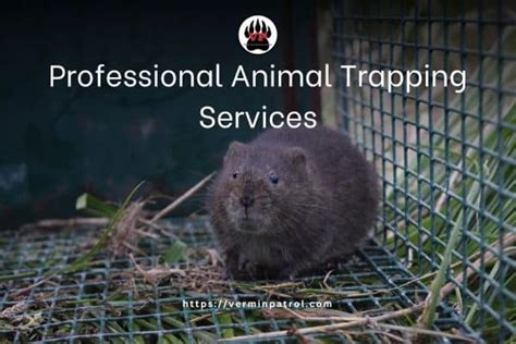 Are Professional Animal Trapping Services Your Humane Solution to ...