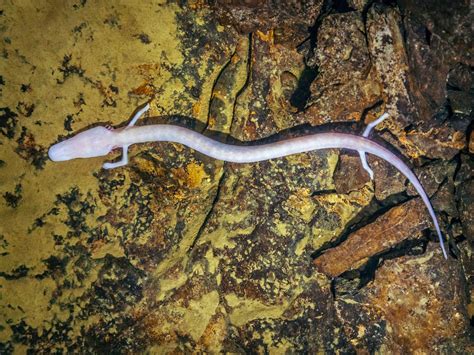 Rare European cave salamander stayed in the same spot for seven years | The Independent | The ...