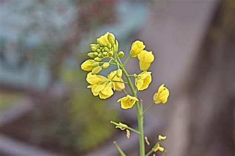 What does a mustard plant look like? - Gardening Channel