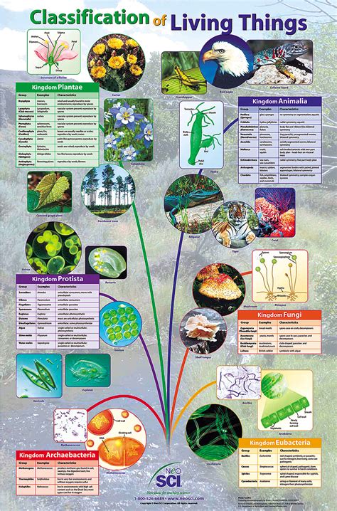 Classification of Living Things Posters for Biology and Life Science