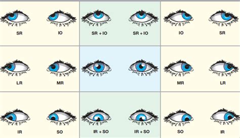 Assessment of Ocular Movements - Optography