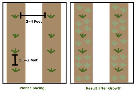 Planting a new strawberry field | UMN Extension