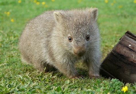 "Little cute wombat" by CWPhotos | Redbubble