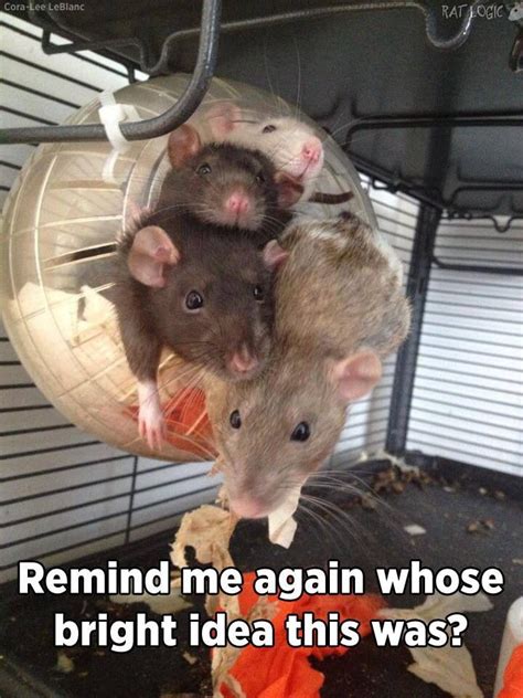 Pin by Sarah King on Pet rats | Funny rats, Pet rats, Cute rats