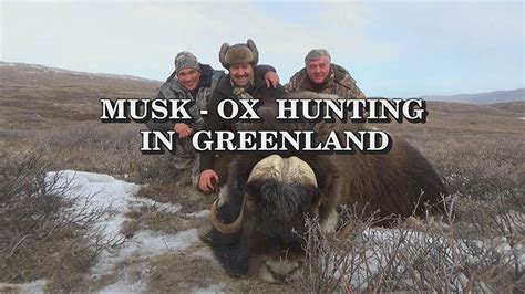 Musk Ox Hunting in Greenland - Hunters In Action - Video Channel for the hunting enthusiasts