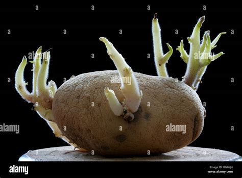 Potato sprout hi-res stock photography and images - Alamy