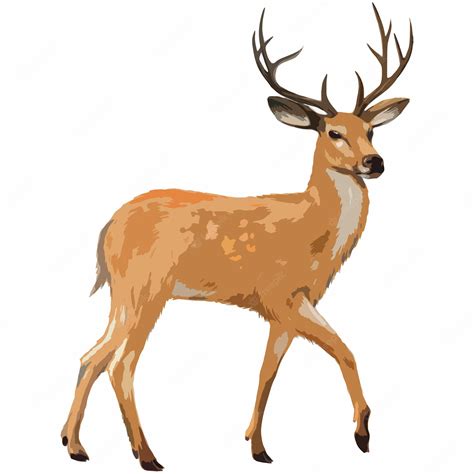 White Tailed Deer - Vector Illustration Royalty Free SVG, Cliparts - Clip Art Library