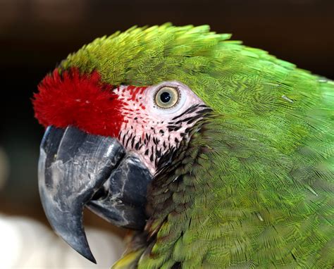 Buffon's Macaw | Also known as the Great Green Macaw or Grea… | Flickr