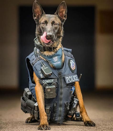 Max the K9😍🐕 Follow @wild.ark for more!👈 Tag someone that should see ...