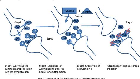 Polyphenols as acetylcholinesterase inhibitors: Structural specificity and impact on human ...