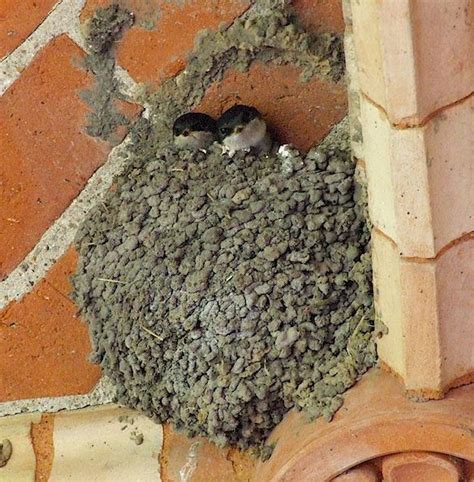 Swallows, swifts and house martins in Tuscany