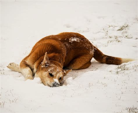 From a prairie trail: Dog in snow