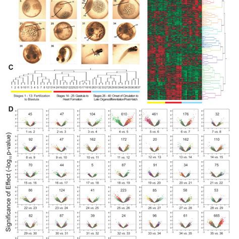 Stages and patterns of gene expression during development. A. Key ...