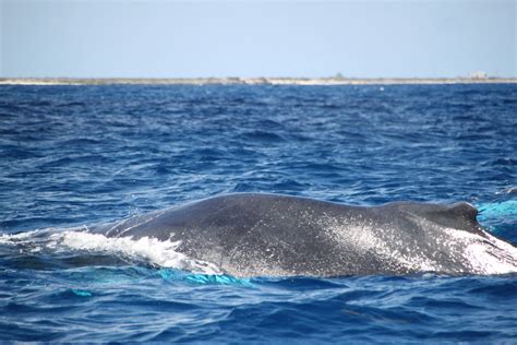 WHALE WATCHING (CRUISE SHIP PASSENGERS) - Ocean Vibes Scuba ...