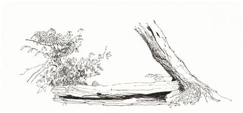 Sketch - Fallen Log | Ink drawing techniques, Tree drawing, Ink sketch