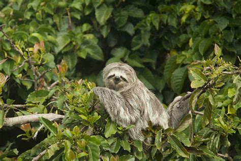 9 Sloth Adaptations in the Rainforest (Pictures) - Wildlife Informer