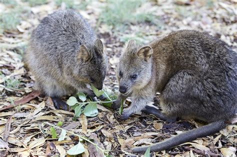 Animal Wildlife Park | Explore & Learn | City of Bunbury