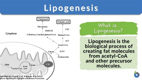 Lipogenesis - Definition and Examples - Biology Online Dictionary