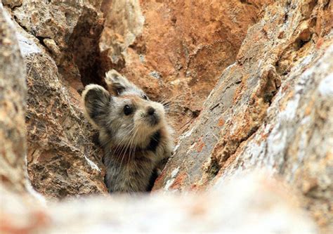 Chinese Scientist Works to Save the Ila Pika, An Endangered Species of Tiny Mammals That He ...