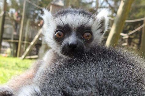 Cape May County Park & Zoo welcomes new river otter, baby ring-tailed ...