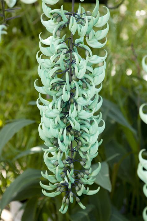 jade vine Archives - Plant Talk