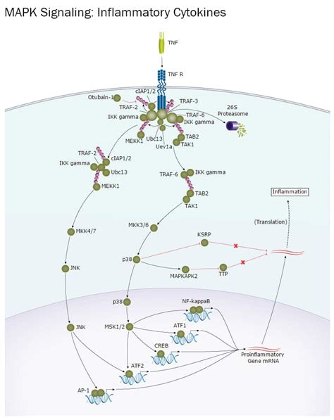 MAPK Mitogens Interactive Pathway: R&D Systems