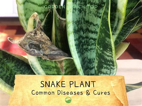 Common Snake Plant Disease (Identify and Treatment)